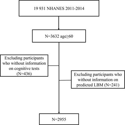 Predicted lean body mass in relation to cognitive function in the older adults